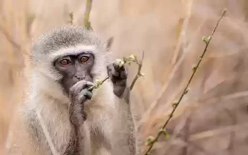 Monkey breaks branches  from Chrome web store to be run with OffiDocs Chromium online