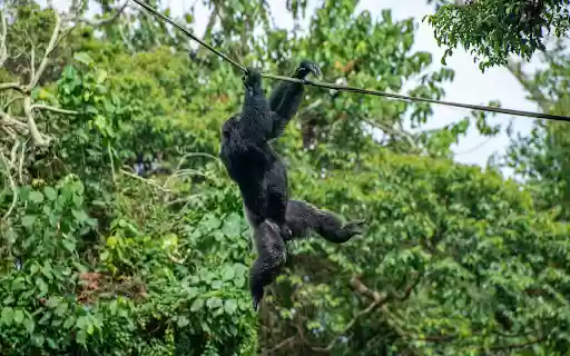 Monkey Swinging  from Chrome web store to be run with OffiDocs Chromium online