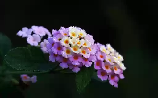 Morning Dew on Lantana from Chrome web store to be run with OffiDocs Chromium online Morning Dew on Lantana from Chrome web store to be run with OffiDocs Chromium online