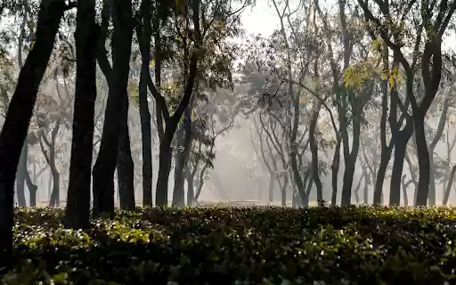 Morning Light Through the Trees  from Chrome web store to be run with OffiDocs Chromium online