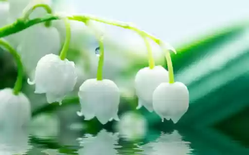 Morning Lily of the Valley Branch with Dew Drops from Chrome web store to be run with OffiDocs Chromium online Morning Lily of the Valley Branch with Dew Drops from Chrome web store to be run with OffiDocs Chromium online