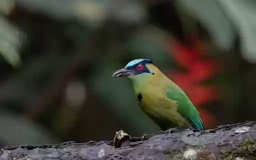 Moss colored bird with red eyes  from Chrome web store to be run with OffiDocs Chromium online