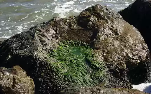 Moss on sea rocks  from Chrome web store to be run with OffiDocs Chromium online