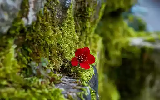 Moss wall  from Chrome web store to be run with OffiDocs Chromium online