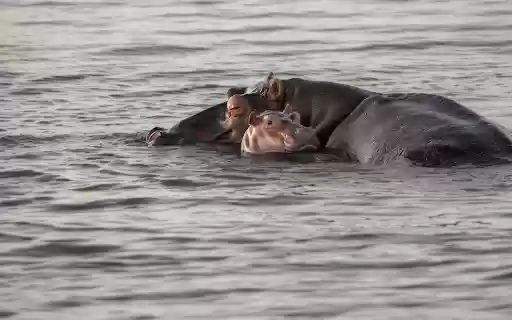 Mother and baby hippopotamus  from Chrome web store to be run with OffiDocs Chromium online