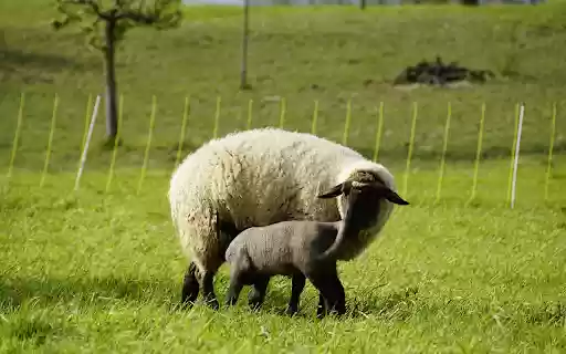 Mother and baby sheep go looking for food from Chrome web store to be run with OffiDocs Chromium online Mother and baby sheep go looking for food from Chrome web store to be run with OffiDocs Chromium online