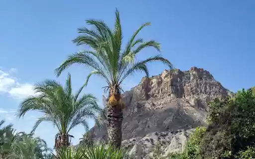 Mountain coconut palm tree  from Chrome web store to be run with OffiDocs Chromium online