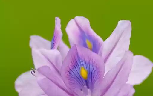 Multicolored flowers  from Chrome web store to be run with OffiDocs Chromium online