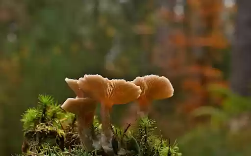 Mushroom cluster  from Chrome web store to be run with OffiDocs Chromium online