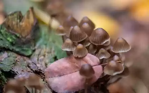 Mushrooms under leaves  from Chrome web store to be run with OffiDocs Chromium online