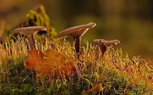 MUSHROOM Theme  from Chrome web store to be run with OffiDocs Chromium online