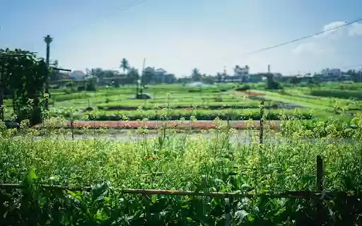 Mustard flower garden  from Chrome web store to be run with OffiDocs Chromium online