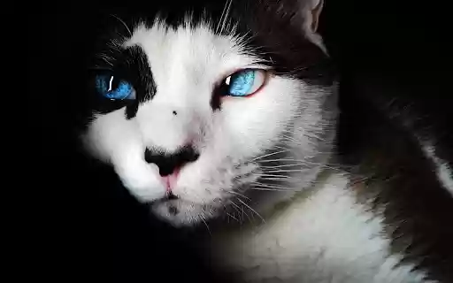 Mysterious eyes  from Chrome web store to be run with OffiDocs Chromium online