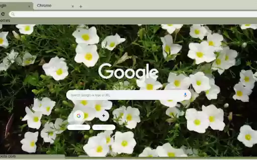 Nierembergia  from Chrome web store to be run with OffiDocs Chromium online Nierembergia  from Chrome web store to be run with OffiDocs Chromium online
