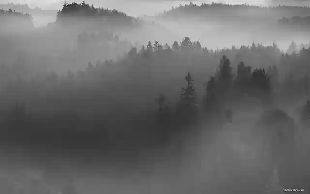 Night Forest  from Chrome web store to be run with OffiDocs Chromium online