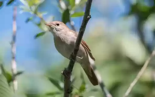 Nightingale Wallpaper  from Chrome web store to be run with OffiDocs Chromium online