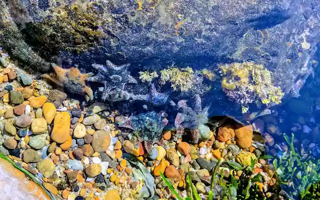 Ocean Mini rock pool  from Chrome web store to be run with OffiDocs Chromium online