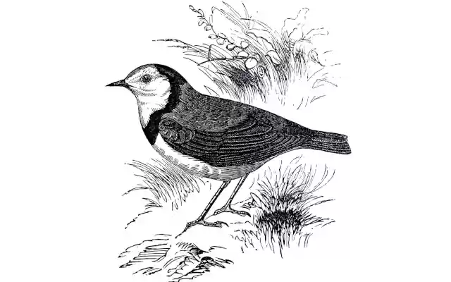 old bird  from Chrome web store to be run with OffiDocs Chromium online