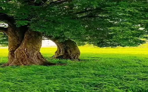 Old trees and green grass wallpaper  from Chrome web store to be run with OffiDocs Chromium online