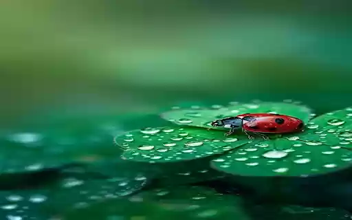 Orange beetle lying on a four leaf clover Wallpaper  from Chrome web store to be run with OffiDocs Chromium online