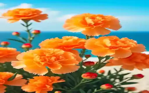 Orange carnation wallpaper  from Chrome web store to be run with OffiDocs Chromium online