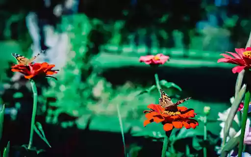 Orange flowers and butterflies from Chrome web store to be run with OffiDocs Chromium online Orange flowers and butterflies from Chrome web store to be run with OffiDocs Chromium online