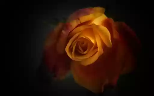 Orange Rose  from Chrome web store to be run with OffiDocs Chromium online