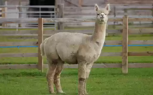 Ornamental camel next to the fence  from Chrome web store to be run with OffiDocs Chromium online