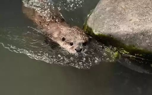 Otter Swimming in the Stream  from Chrome web store to be run with OffiDocs Chromium online