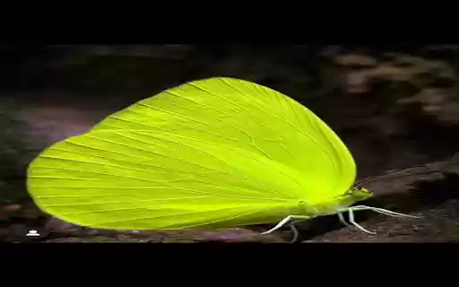 Outstanding bright yellow butterfly wallpaper  from Chrome web store to be run with OffiDocs Chromium online