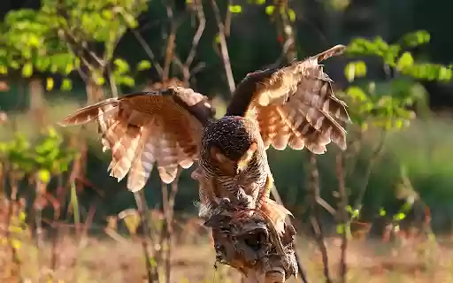 owls catch prey small lizard  from Chrome web store to be run with OffiDocs Chromium online