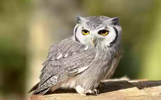 owl wallpaper  from Chrome web store to be run with OffiDocs Chromium online