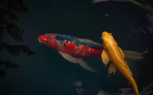 Pair of beautiful ornamental fish  from Chrome web store to be run with OffiDocs Chromium online