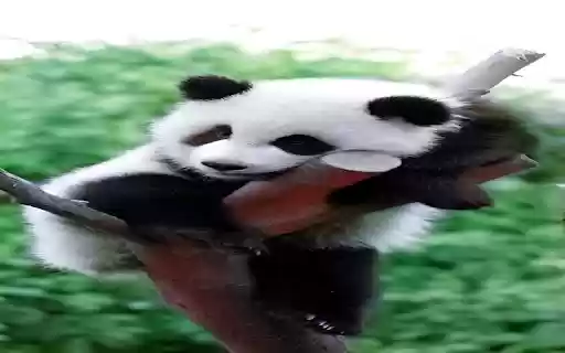 Panda lying on a tree wallpaper  from Chrome web store to be run with OffiDocs Chromium online
