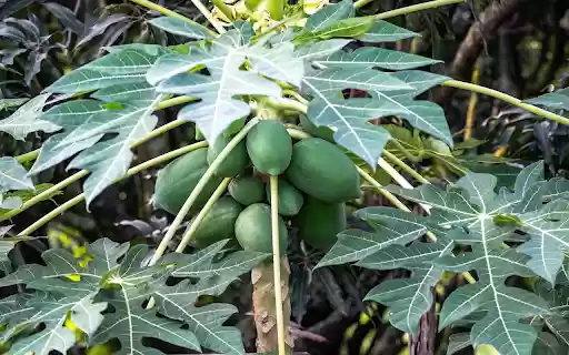 Papaya tree bears fruit  from Chrome web store to be run with OffiDocs Chromium online
