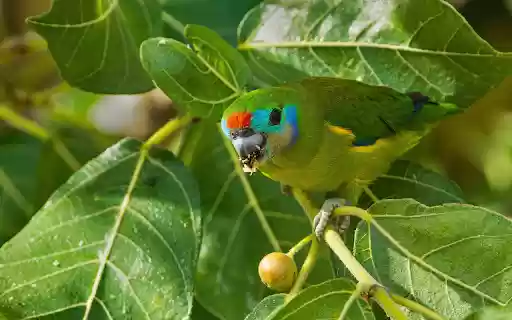Parrots eat figs  from Chrome web store to be run with OffiDocs Chromium online