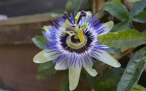 Passion Flower  from Chrome web store to be run with OffiDocs Chromium online