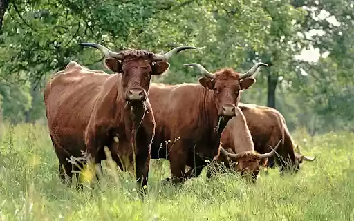 Pasture Guardians  from Chrome web store to be run with OffiDocs Chromium online