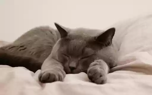 Peaceful Nap Time from Chrome web store to be run with OffiDocs Chromium online Peaceful Nap Time from Chrome web store to be run with OffiDocs Chromium online