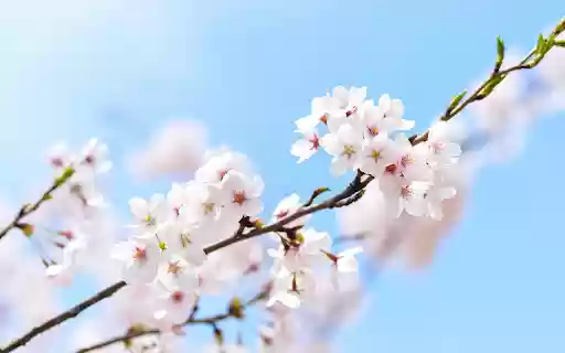 Peach blossom branches  from Chrome web store to be run with OffiDocs Chromium online