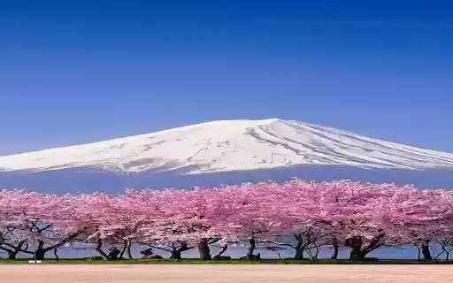 Peach blossom forest wallpaper  from Chrome web store to be run with OffiDocs Chromium online