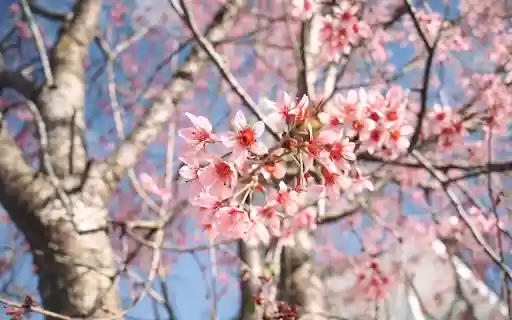Peach blossoms bloom during Tet from Chrome web store to be run with OffiDocs Chromium online Peach blossoms bloom during Tet from Chrome web store to be run with OffiDocs Chromium online
