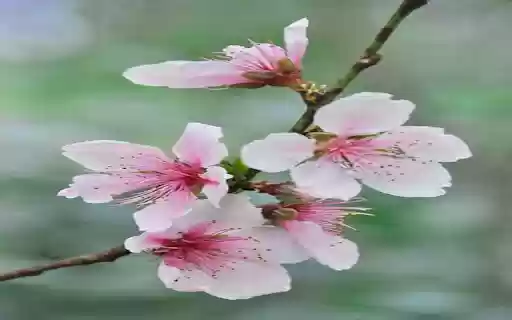 peach blossom wallpaper from Chrome web store to be run with OffiDocs Chromium online peach blossom wallpaper from Chrome web store to be run with OffiDocs Chromium online