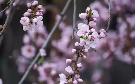 Peach branches bloom from Chrome web store to be run with OffiDocs Chromium online Peach branches bloom from Chrome web store to be run with OffiDocs Chromium online