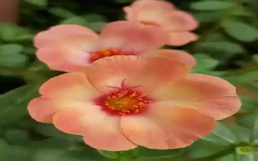 Peach orange flower wallpaper  from Chrome web store to be run with OffiDocs Chromium online