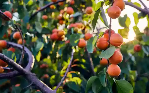 Peach Tree Forest in the Morning Sun  from Chrome web store to be run with OffiDocs Chromium online