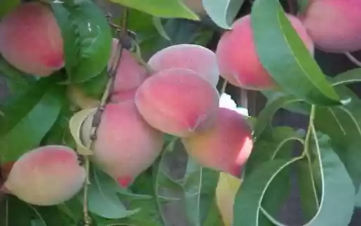 Peach wallpaper  from Chrome web store to be run with OffiDocs Chromium online