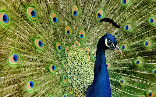 Peacock and the spread cage  from Chrome web store to be run with OffiDocs Chromium online