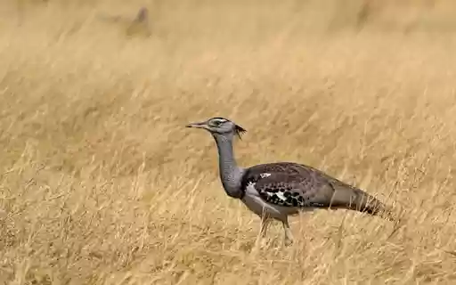 PEACOCK BIRD THEME from Chrome web store to be run with OffiDocs Chromium online PEACOCK BIRD THEME from Chrome web store to be run with OffiDocs Chromium online