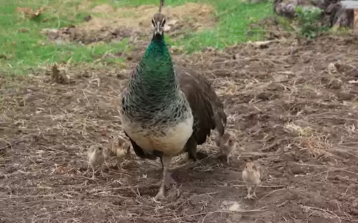 Peacock Flock  from Chrome web store to be run with OffiDocs Chromium online